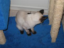 more kittens
